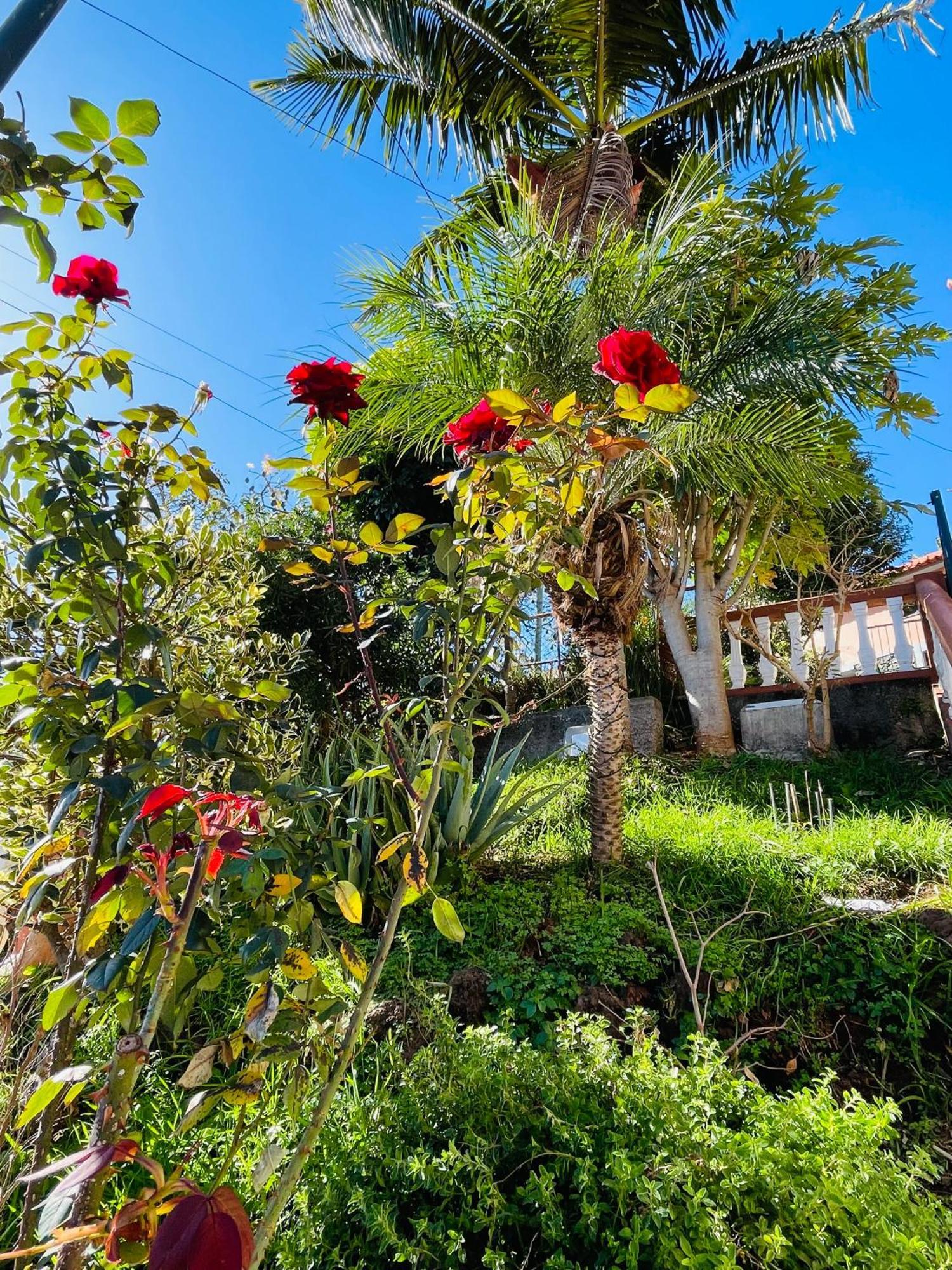Cozy House Hotel Funchal  Exterior foto